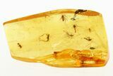Fossil True Midge Swarm and Springtail in Baltic Amber #288496-1